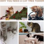 Pawhut 65 cm Cat Tree Kitty Scratcher Kitten Activity Center Scratching Post Playhouse 2 Perch w/Hanging Sisal Rope Grey - Image 6