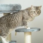 Pawhut 65 cm Cat Tree Kitty Scratcher Kitten Activity Center Scratching Post Playhouse 2 Perch w/Hanging Sisal Rope Grey - Image 7