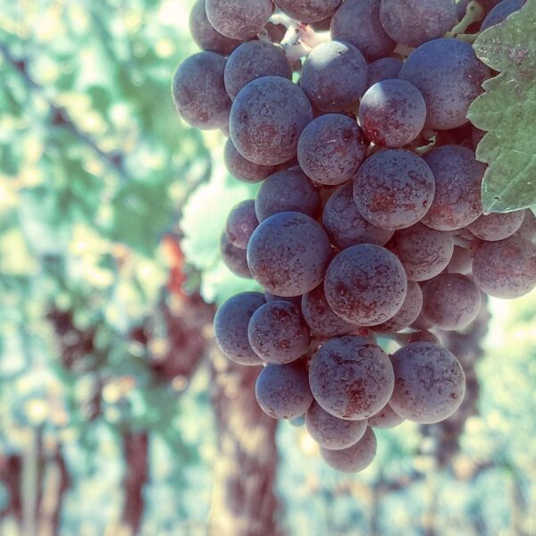 Naissance Grapeseed Oil (No. 210) 900ml - Natural Moisturiser and Conditioner - Ideal for Hair, Skin, Massage, Face, Beard and Aromatherapy - Image 7