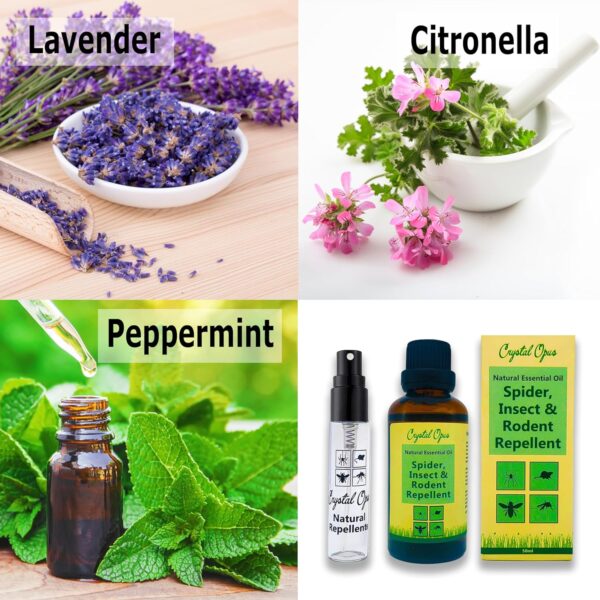 Rodent, Spider & Insect Repellent. Makes 30+ litres. Safe for Kids & Pets. Stops 100s of Pests & Bugs. 100% Natural Peppermint, Lavender & Citronella Essential Oil. Humane, Ultra-Effective & Safe. - Image 2