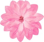 Odizli Ballerina Costume for Girls Flutter Sleeve Lace Pearl Embroidered Tulle Tutu Ballet Dress + Hair Clip + Armbands - Image 5