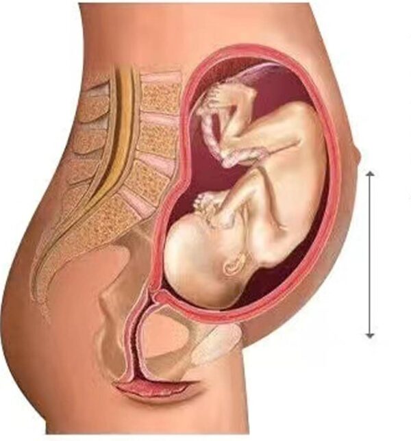 Jengo Maternity Shorts over Bump Maternity Knickers Maternity Underwear for Pregnancy Underwear High Waist Maternity Pants Panties - Image 5